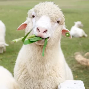 GEITJE " Rijstpap" ( enkel nichtje schaap had een foto)